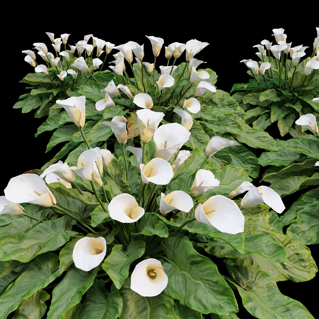 3D calla lily - TurboSquid 1972113