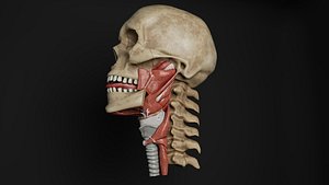 Human Anatomy-Muscular System-Buccopharyngeal Region Muscles