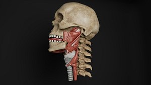 Human Anatomy-Muscular System-Buccopharyngeal Region Muscles