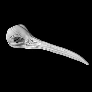 3D Kiwi skull
