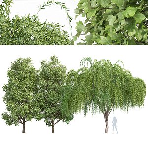 3D Weeping willow and Tulip poplar