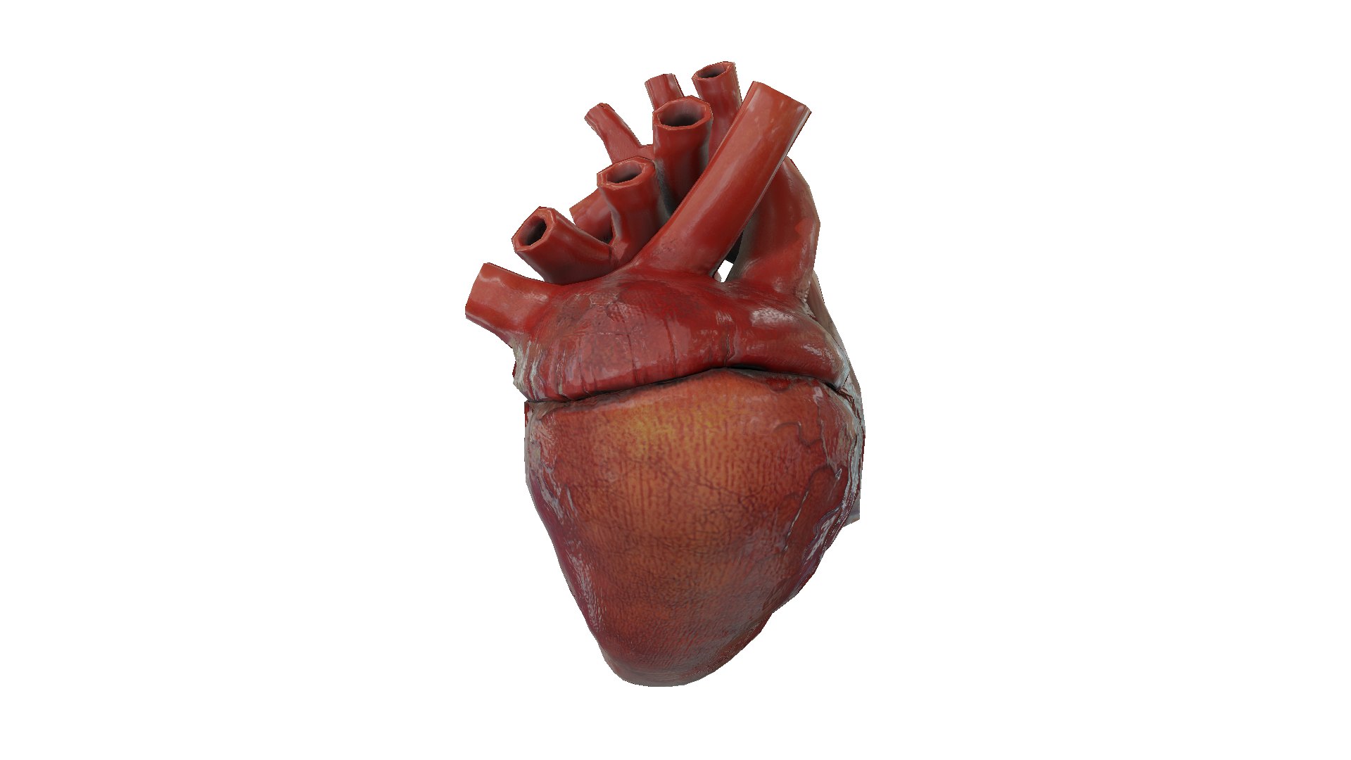 Heart Rigged Animate 3D Model - TurboSquid 1325318