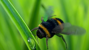 3D model bee rendered photo