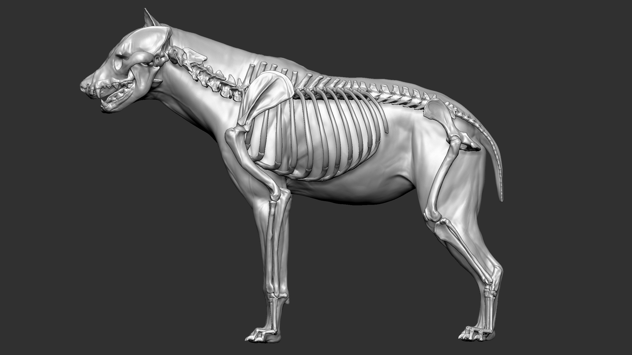 Hyena VFX MUSCLE SIMULATION 3D model - TurboSquid 1739752