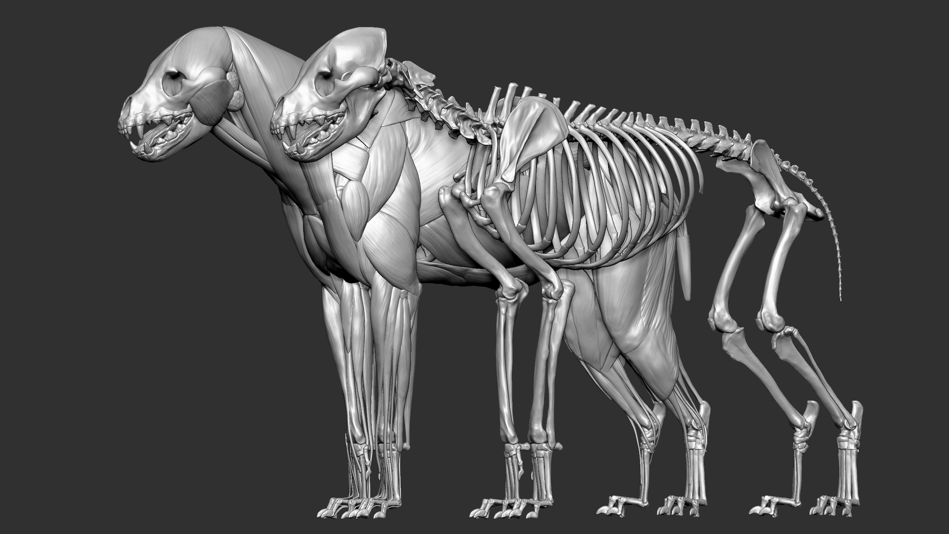 Hyena VFX MUSCLE SIMULATION 3D model - TurboSquid 1739752
