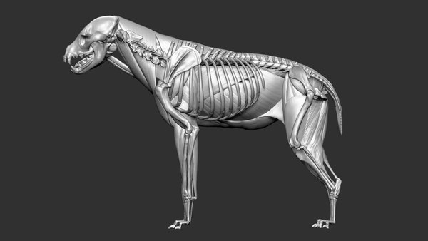 Hyena VFX MUSCLE SIMULATION 3D model - TurboSquid 1739752