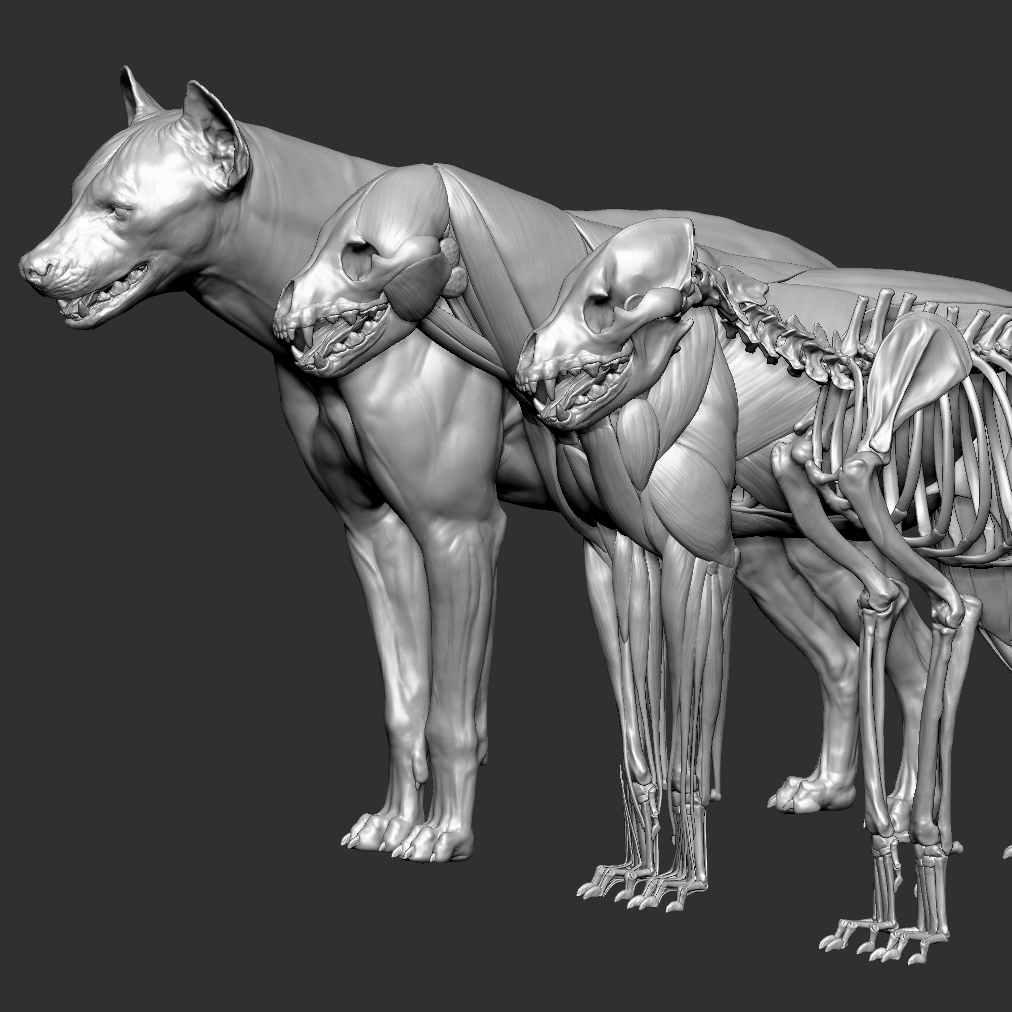 Hyena VFX MUSCLE SIMULATION 3D model - TurboSquid 1739752