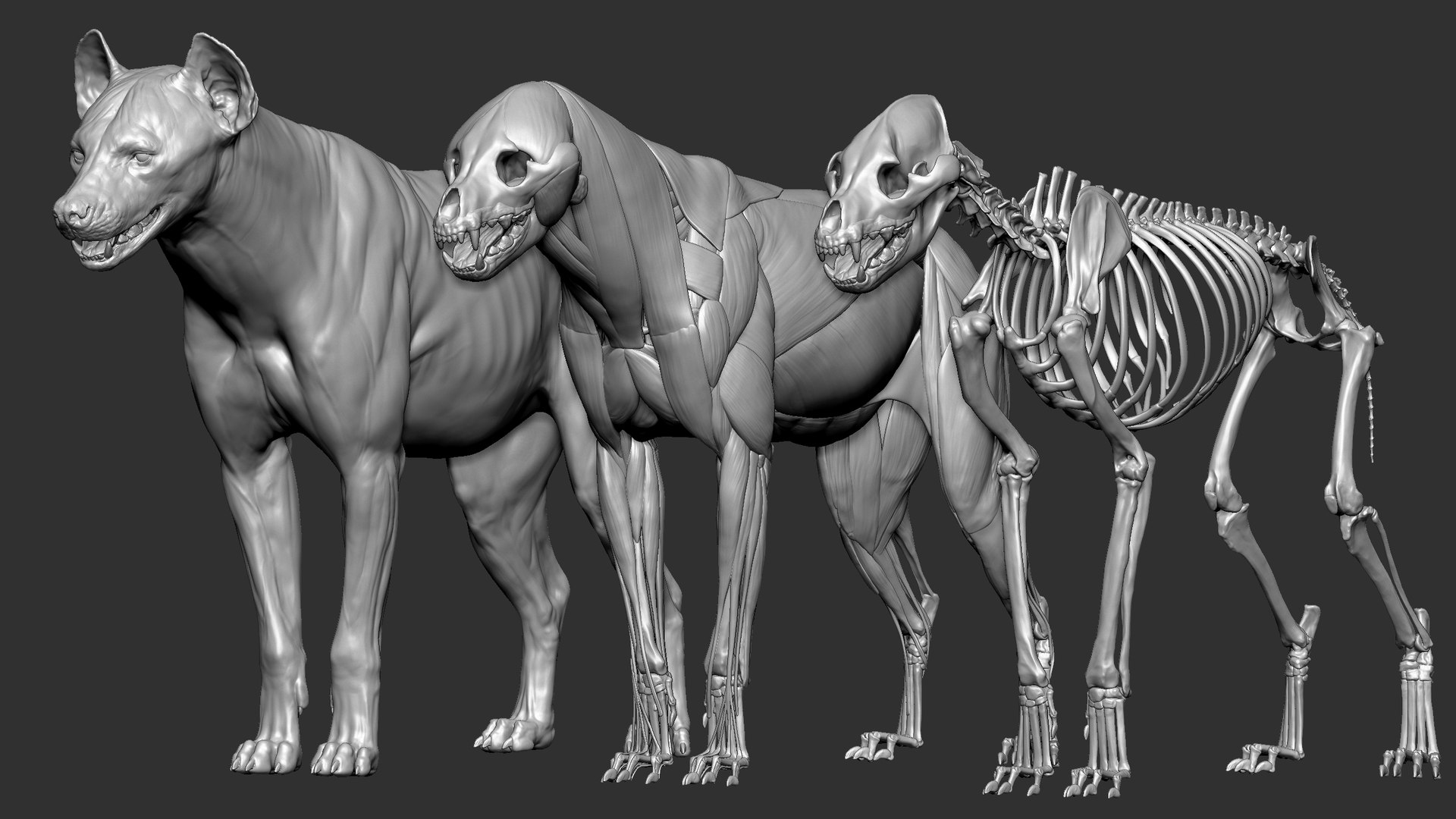 Hyena VFX MUSCLE SIMULATION 3D Model - TurboSquid 1739752