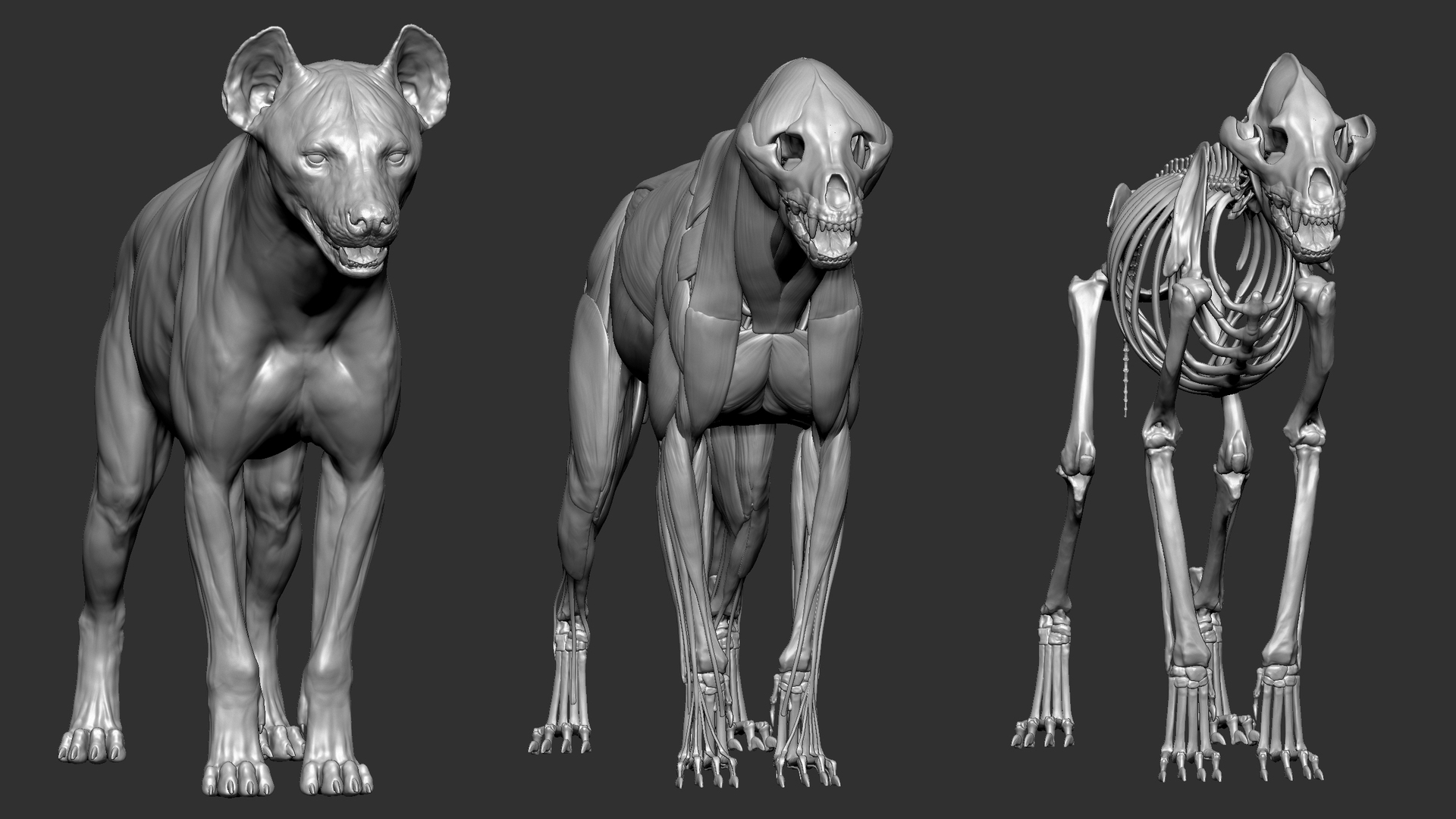 Hyena VFX MUSCLE SIMULATION 3D model - TurboSquid 1739752