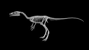 Compsognathus dinosaur skeleton 3D