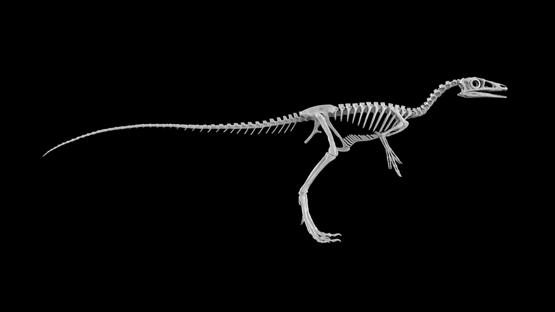 Pose de dinossauro Compsognathus Modelo 3D - TurboSquid 1284707