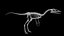 Compsognathus dinosaur skeleton