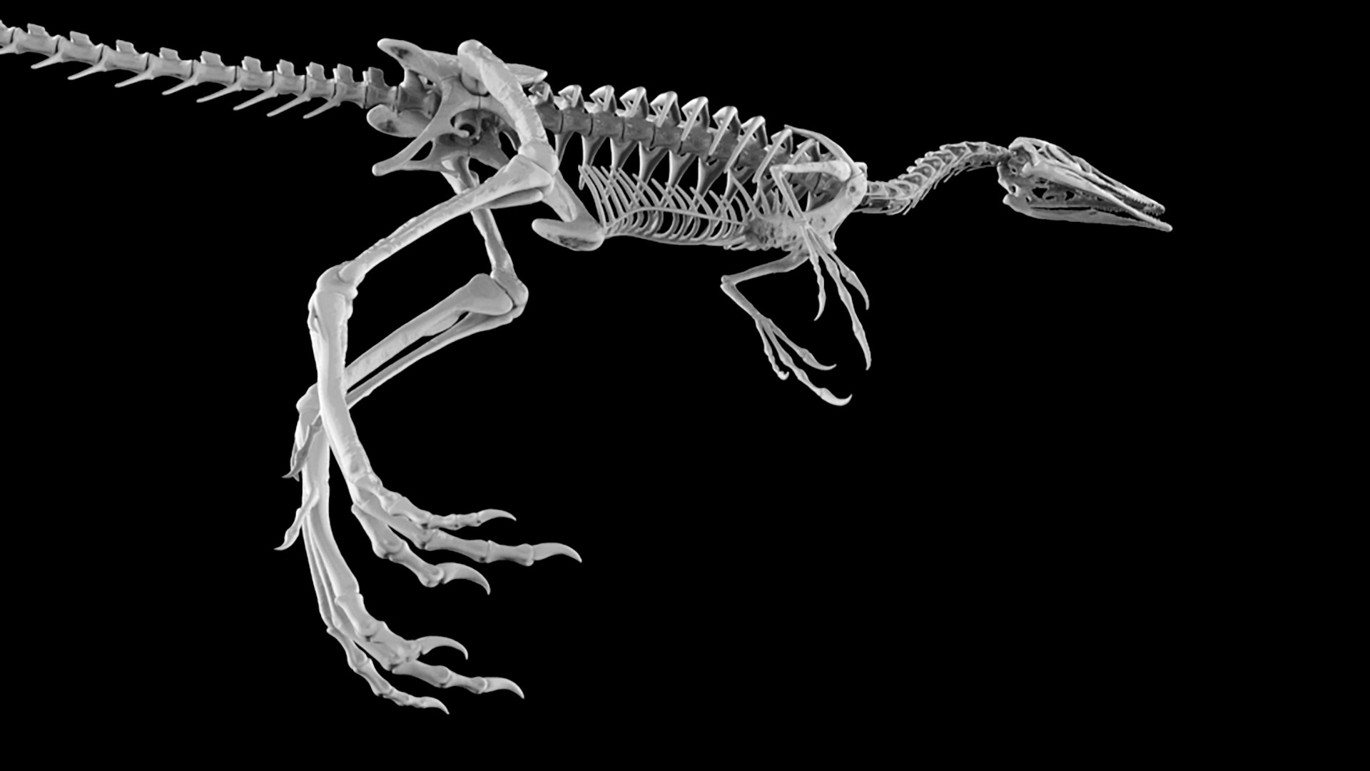 Pose de dinossauro Compsognathus Modelo 3D - TurboSquid 1284707