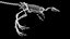 Compsognathus dinosaur skeleton