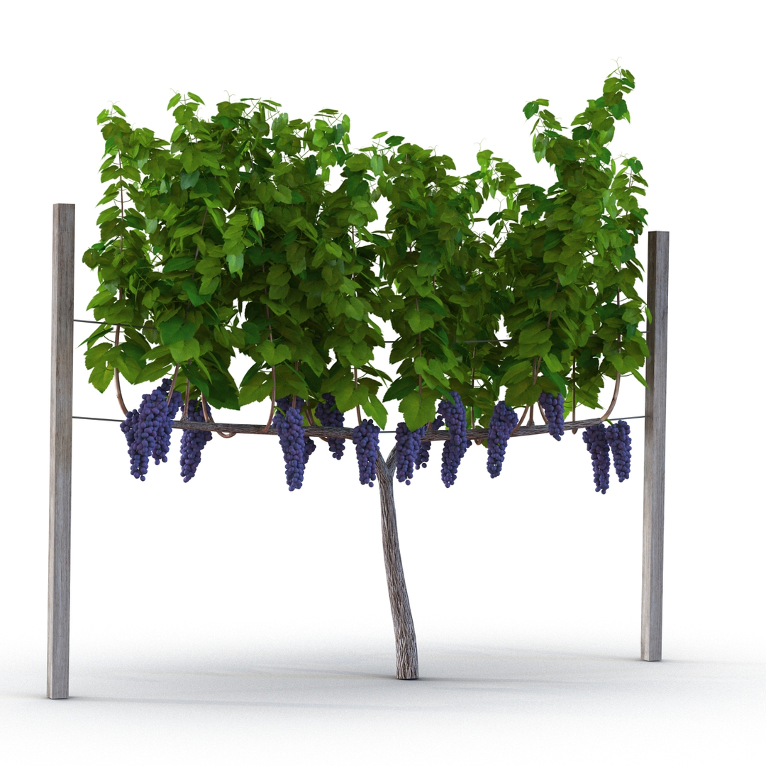 3D Grape Harvester with Vineyard Collection https://p.turbosquid.com/ts-thumb/YJ/zWMuew/DX/vineyard_with_red_grapes_360/jpg/1646745450/1920x1080/turn_fit_q99/38da4faf6870fdb5964457e2d0a9f5f67df21a2a/vineyard_with_red_grapes_360-1.jpg
