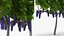 Grape Harvester with Vineyard Collection