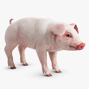 pig pork 3d model