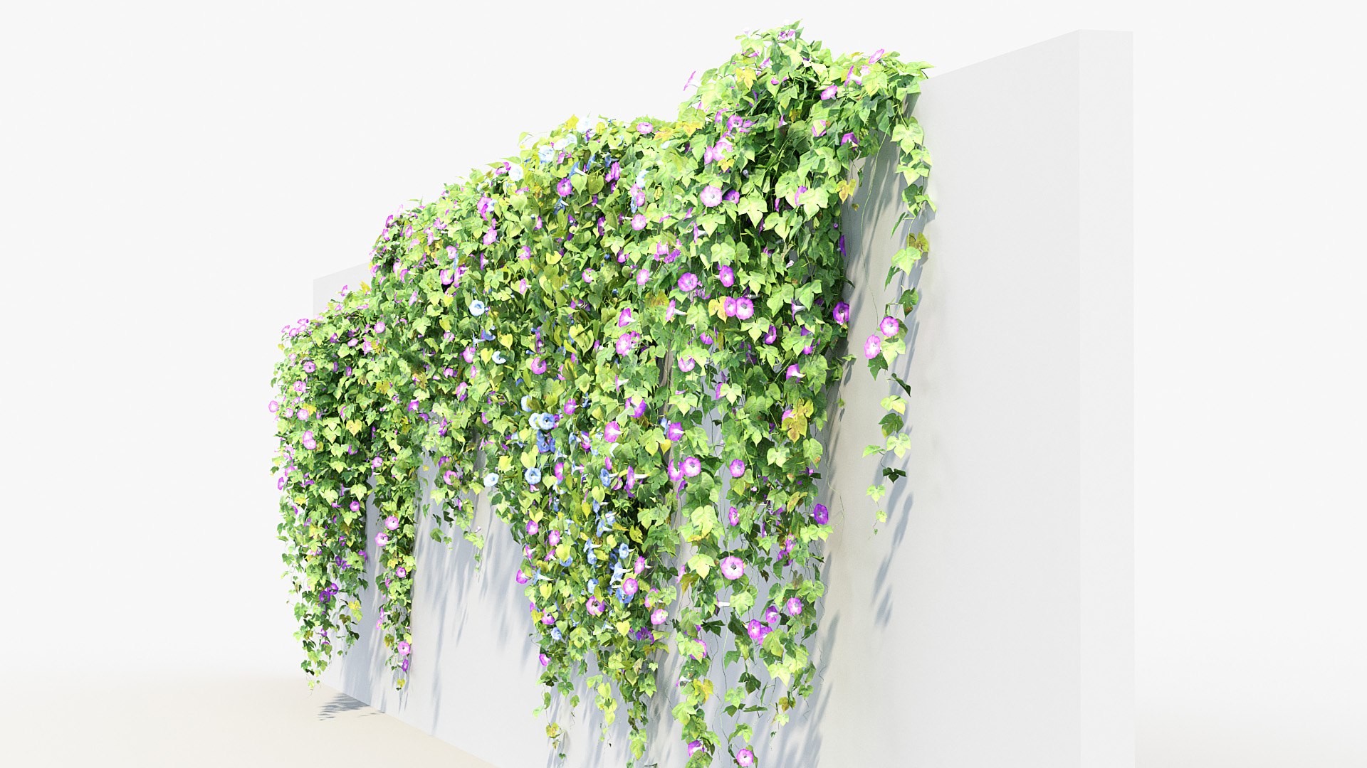 Morning glory Ipomoea purpurea 02 3D model https://p.turbosquid.com/ts-thumb/YK/El3O4Z/0s/bc_pm_p012_morning_glory_02_07/jpg/1686036074/1920x1080/fit_q87/1dfe7d63d3647462ad709b0ad9e745f594c7f212/bc_pm_p012_morning_glory_02_07.jpg