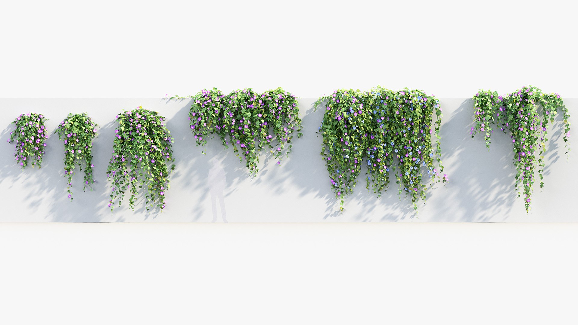 Morning glory Ipomoea purpurea 02 3D model https://p.turbosquid.com/ts-thumb/YK/El3O4Z/BP/bc_pm_p012_morning_glory_02_01/jpg/1686036053/1920x1080/fit_q87/1844e691f3ef4bf110cae6aa74bd721aa4a649d8/bc_pm_p012_morning_glory_02_01.jpg