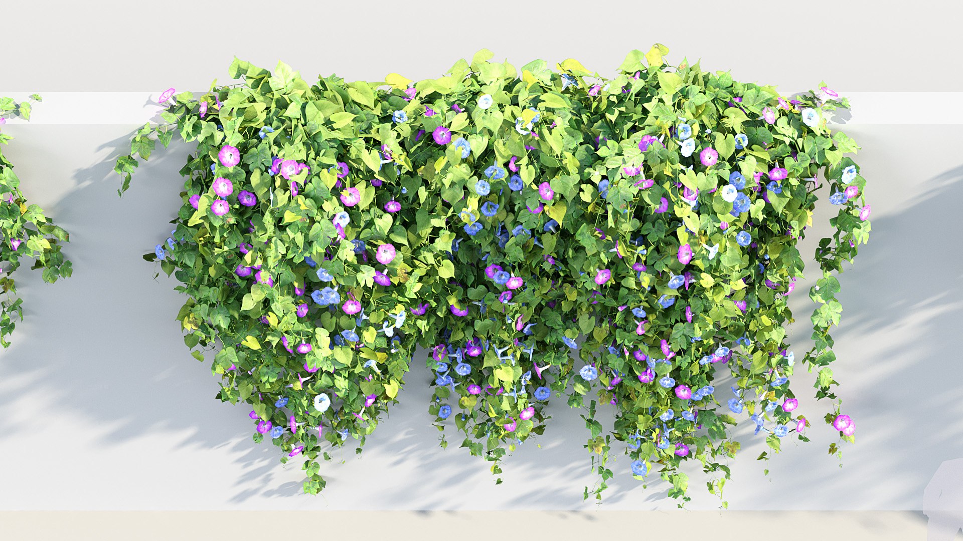 Morning glory Ipomoea purpurea 02 3D model https://p.turbosquid.com/ts-thumb/YK/El3O4Z/OZ/bc_pm_p012_morning_glory_02_06/jpg/1686036068/1920x1080/fit_q87/9cad36a183b742669a8915e487e045396c8eac60/bc_pm_p012_morning_glory_02_06.jpg