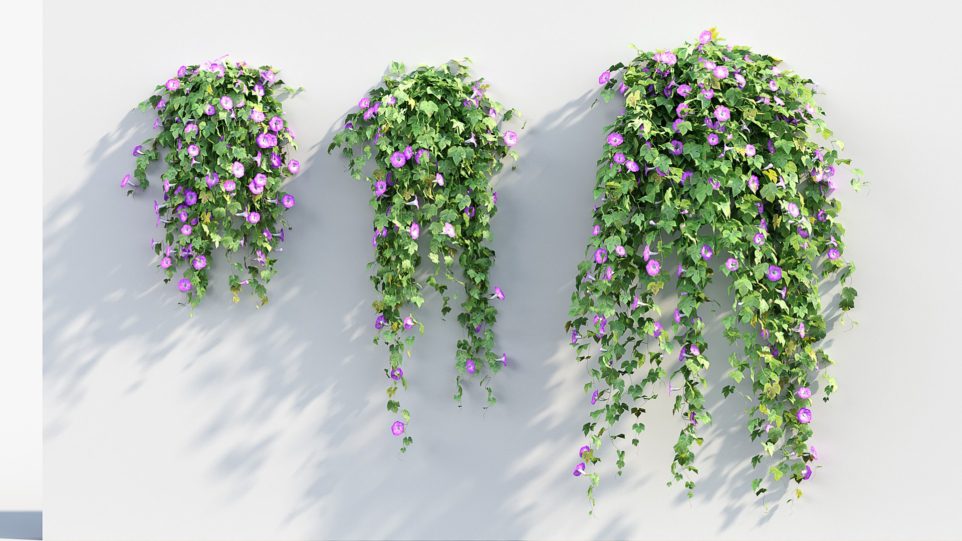 Morning glory Ipomoea purpurea 02 3D model https://p.turbosquid.com/ts-thumb/YK/El3O4Z/SQ/bc_pm_p012_morning_glory_02_02/jpg/1686036055/1920x1080/fit_q87/3b3b44a3c0522841c85c658a16dac97bca0e510c/bc_pm_p012_morning_glory_02_02.jpg
