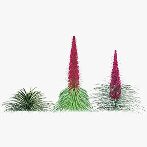 3D Echium wildpretii 3D Plant Mode model
