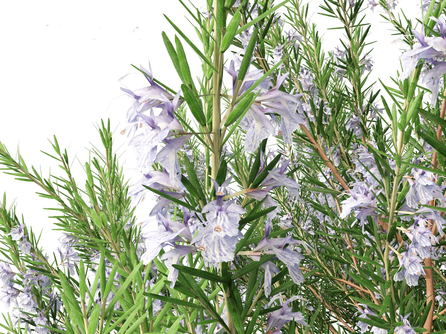 3d Rosmarinus Officinalis - Rosemary Model - Turbosquid 2146479