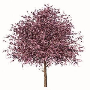 3D model Set of Purple Pony Plum or Prunus cerasifera Tree - 2 Trees