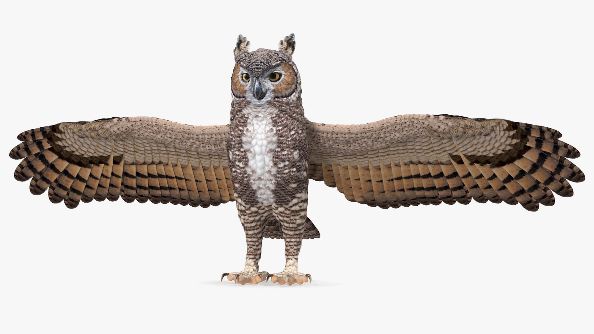 Owls Rigged Collection for Maya 3D model preview