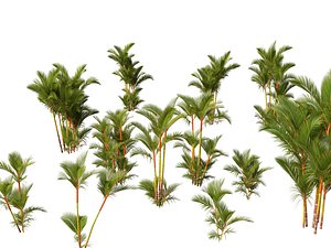 Cyrtostachys renda - Lipstick Palm 3D model