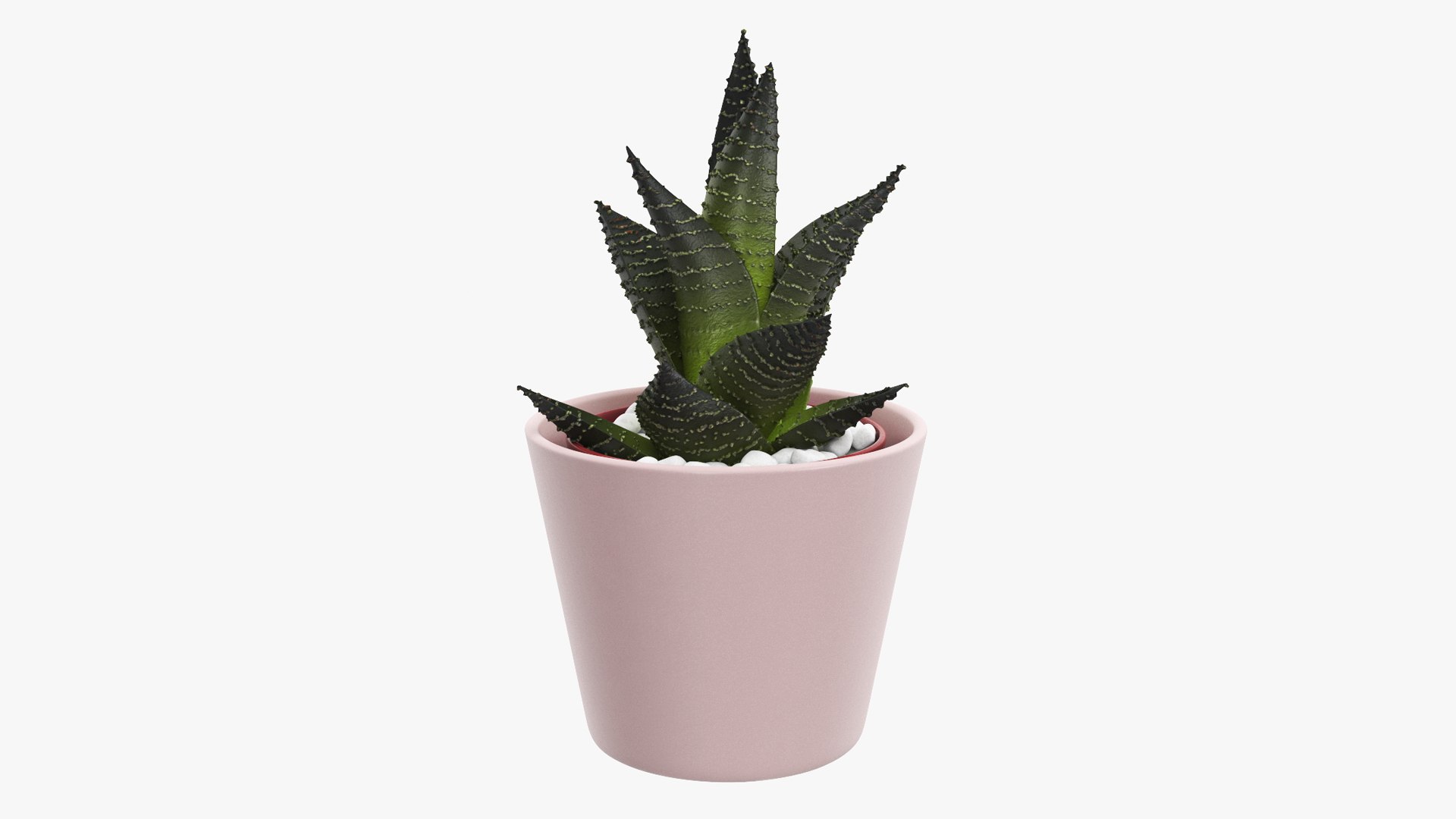 Home Plant in Ceramic Pot 3D model preview