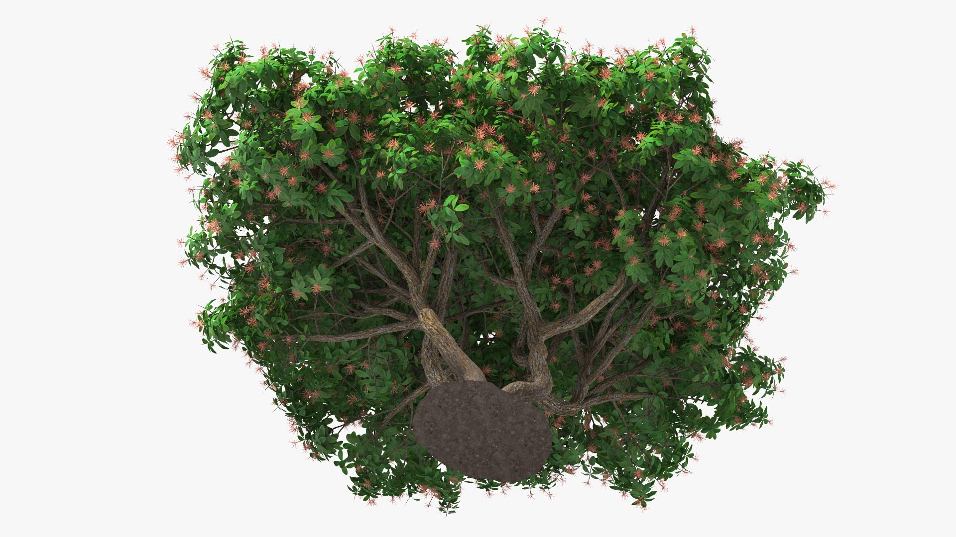 3D foliage twigs rhododendron https://p.turbosquid.com/ts-thumb/YK/tEIzlT/1o/rhododendronfoliagewithtwigs3dmodel010/jpg/1616769822/1920x1080/fit_q87/b209c99d2356ba85b3eb91ab54ad14b5412010d7/rhododendronfoliagewithtwigs3dmodel010.jpg