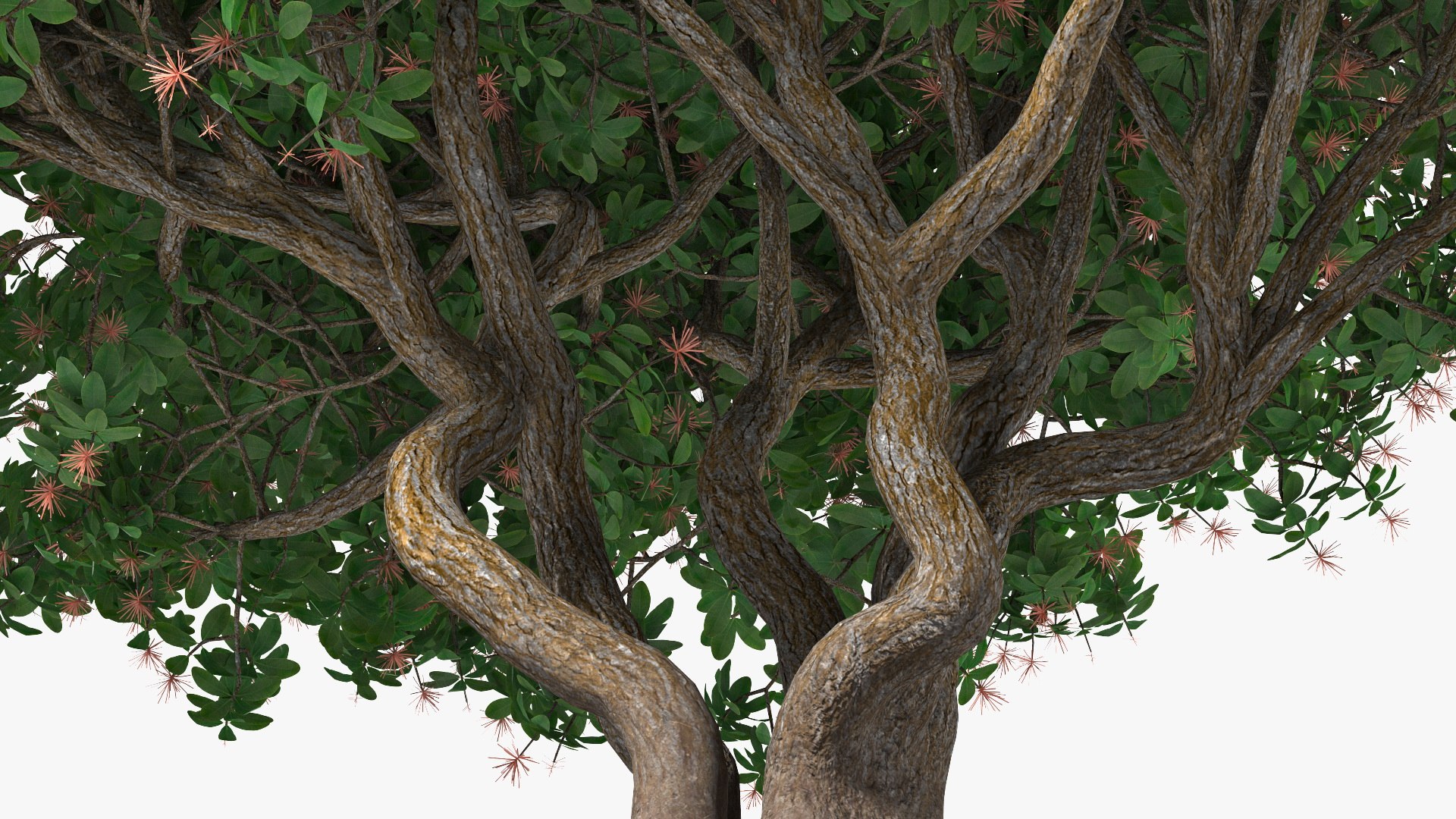 3D foliage twigs rhododendron https://p.turbosquid.com/ts-thumb/YK/tEIzlT/3w/rhododendronfoliagewithtwigs3dmodel011/jpg/1616769825/1920x1080/fit_q87/5cb648a0f2090ccd0d3fc9efc777845ed7bd6431/rhododendronfoliagewithtwigs3dmodel011.jpg