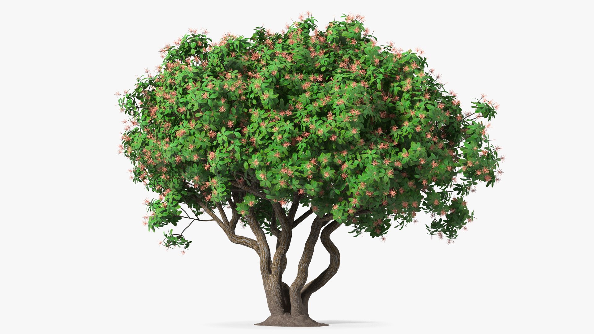 3D foliage twigs rhododendron https://p.turbosquid.com/ts-thumb/YK/tEIzlT/6c/rhododendronfoliagewithtwigs3dmodel007/jpg/1616769813/1920x1080/fit_q87/bd8fbda405f60adf9f3881702bc9a7e8d1b3154d/rhododendronfoliagewithtwigs3dmodel007.jpg