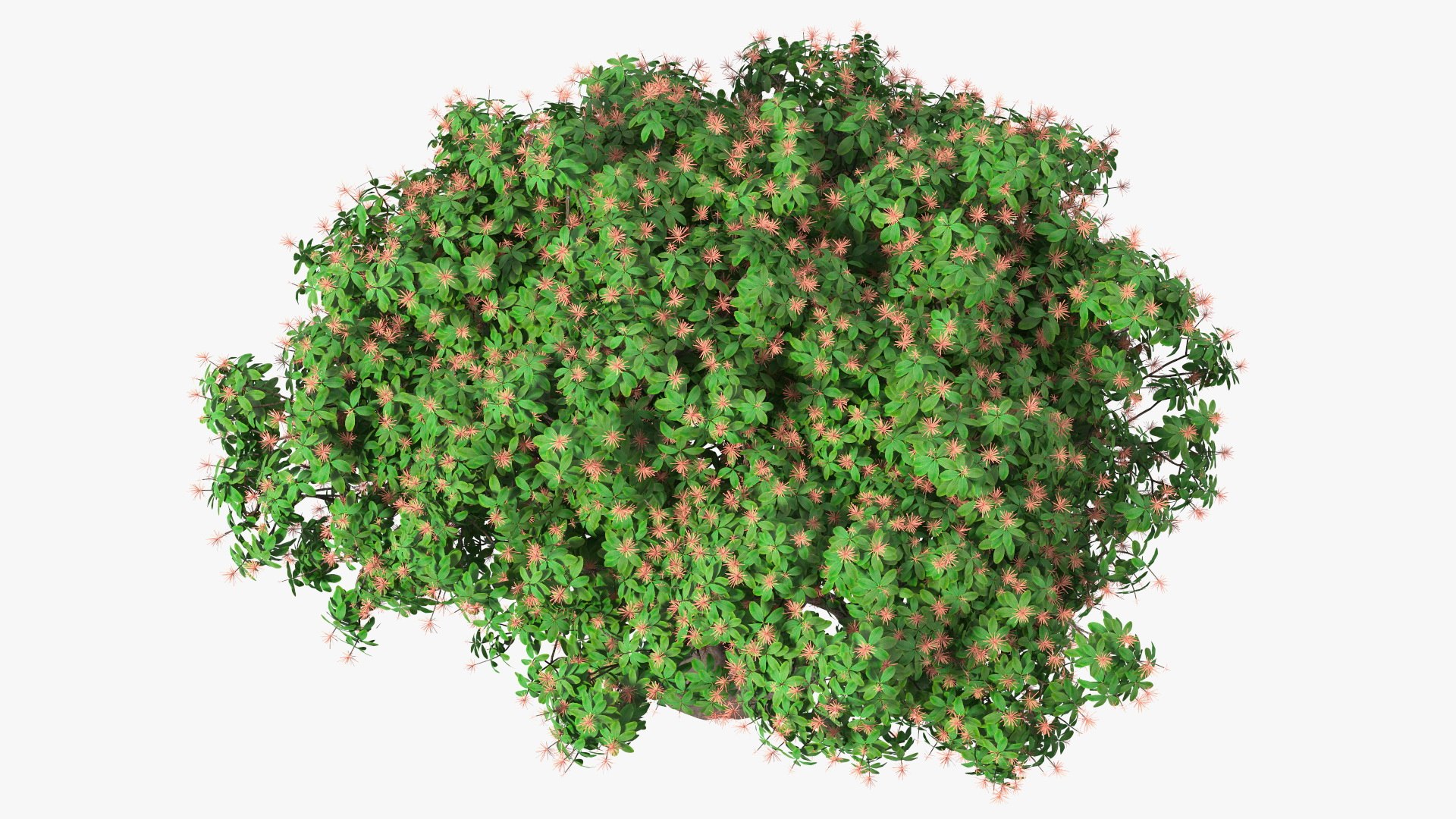 3D foliage twigs rhododendron https://p.turbosquid.com/ts-thumb/YK/tEIzlT/Es/rhododendronfoliagewithtwigs3dmodel009/jpg/1616769819/1920x1080/fit_q87/fc92c6732843dfcff7944733d505adc15065988c/rhododendronfoliagewithtwigs3dmodel009.jpg