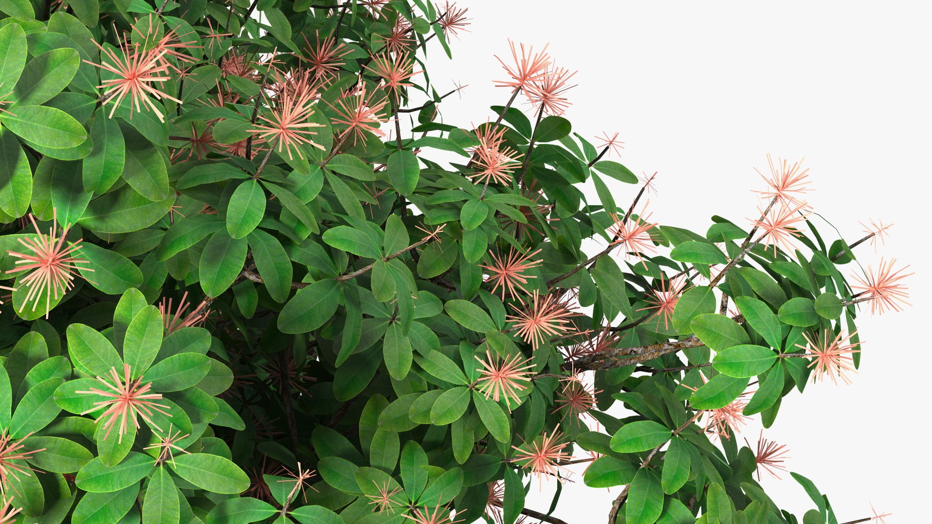 3D foliage twigs rhododendron https://p.turbosquid.com/ts-thumb/YK/tEIzlT/Rh/rhododendronfoliagewithtwigs3dmodel018/jpg/1616769846/1920x1080/fit_q87/c62d6e5dd3d755377d2757a79071ac1d98828fa2/rhododendronfoliagewithtwigs3dmodel018.jpg