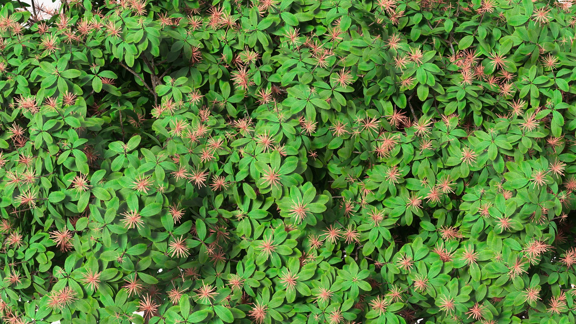 3D foliage twigs rhododendron https://p.turbosquid.com/ts-thumb/YK/tEIzlT/US/rhododendronfoliagewithtwigs3dmodel015/jpg/1616769837/1920x1080/fit_q87/2e8128aa96a26c0a0ad13c55813e79cfb6f90cce/rhododendronfoliagewithtwigs3dmodel015.jpg