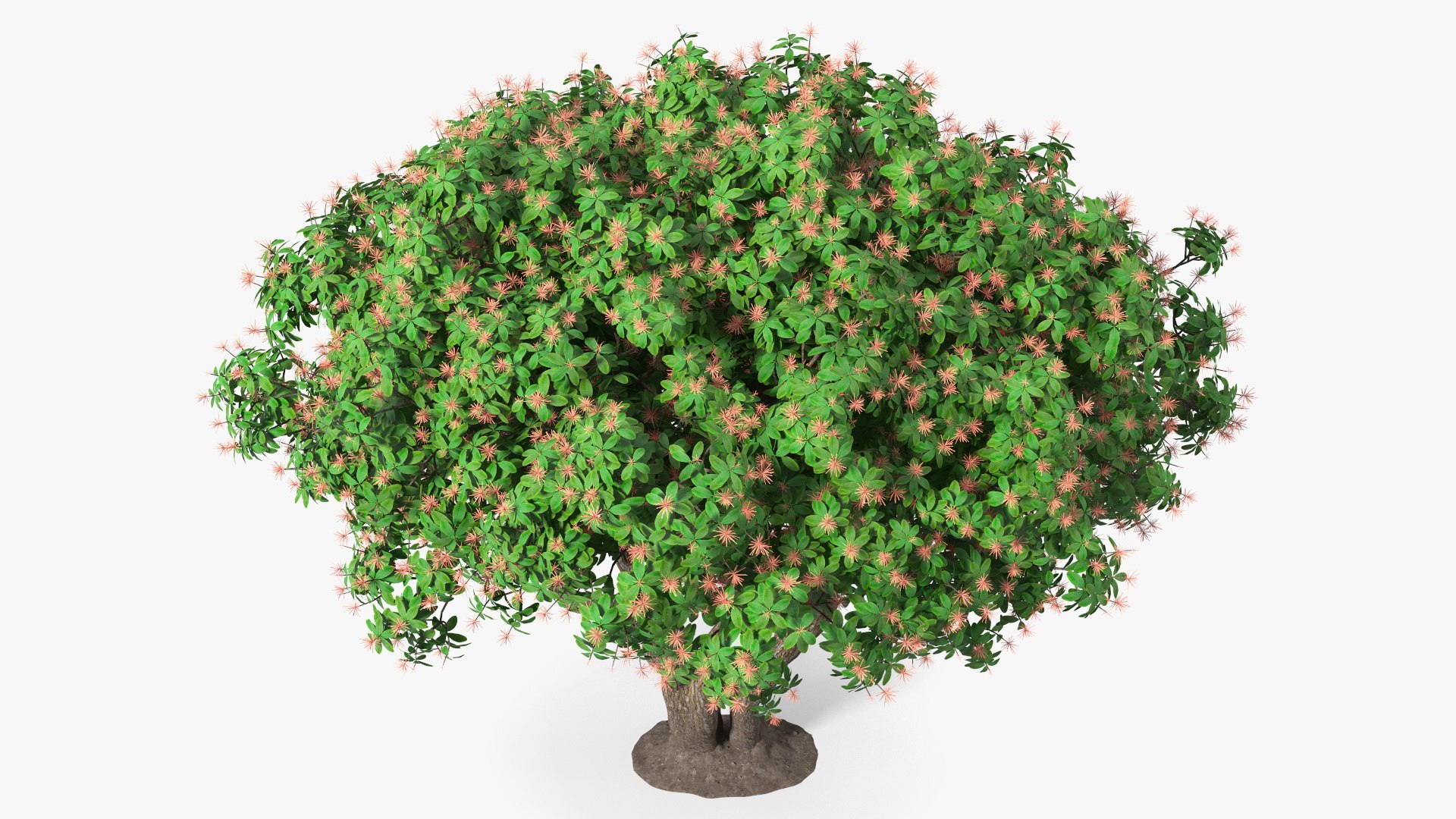 3D foliage twigs rhododendron https://p.turbosquid.com/ts-thumb/YK/tEIzlT/by/rhododendronfoliagewithtwigs3dmodel008/jpg/1616769816/1920x1080/fit_q87/fe2586c8ca60a50496733d7b4df34bc718e9aff9/rhododendronfoliagewithtwigs3dmodel008.jpg