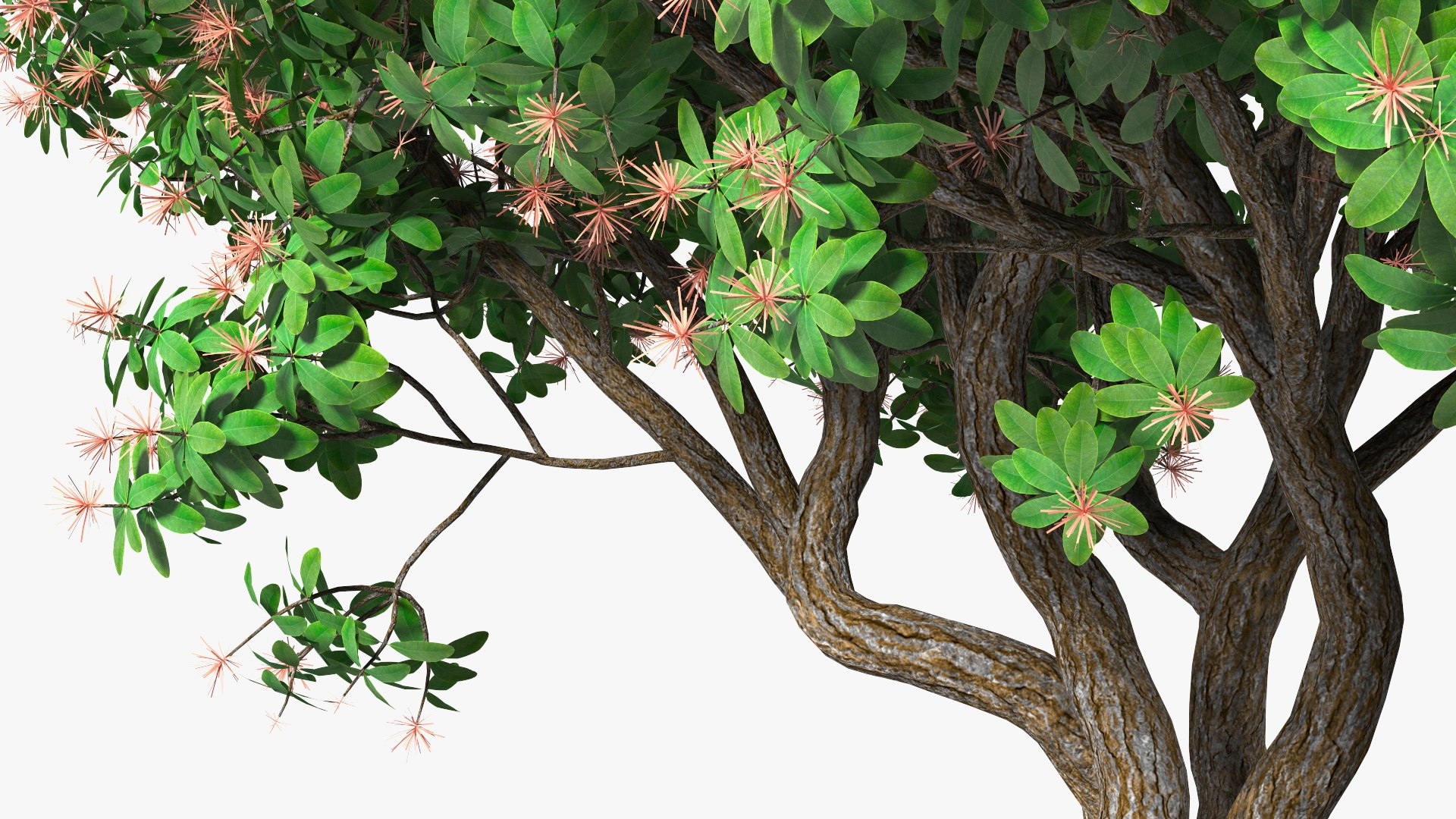 3D foliage twigs rhododendron https://p.turbosquid.com/ts-thumb/YK/tEIzlT/gx/rhododendronfoliagewithtwigs3dmodel013/jpg/1616769831/1920x1080/fit_q87/db32ee4758f8facf39be3e3e20759c48afdcea5e/rhododendronfoliagewithtwigs3dmodel013.jpg