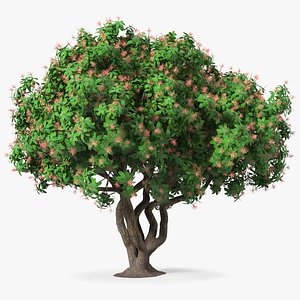 3D foliage twigs rhododendron