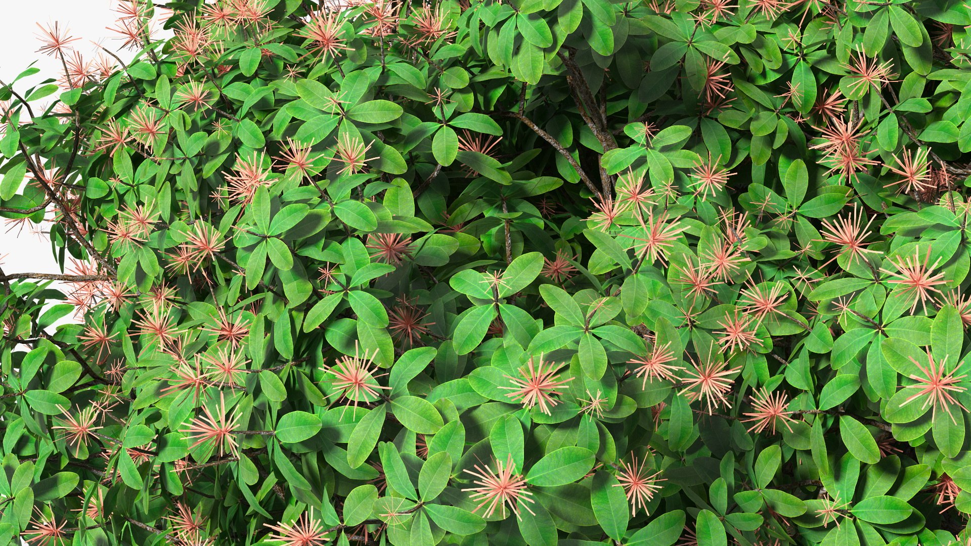 3D foliage twigs rhododendron https://p.turbosquid.com/ts-thumb/YK/tEIzlT/mC/rhododendronfoliagewithtwigs3dmodel016/jpg/1616769840/1920x1080/fit_q87/9058e2ba9bf4ba0e4c9aecf0080035d0a94d07a3/rhododendronfoliagewithtwigs3dmodel016.jpg