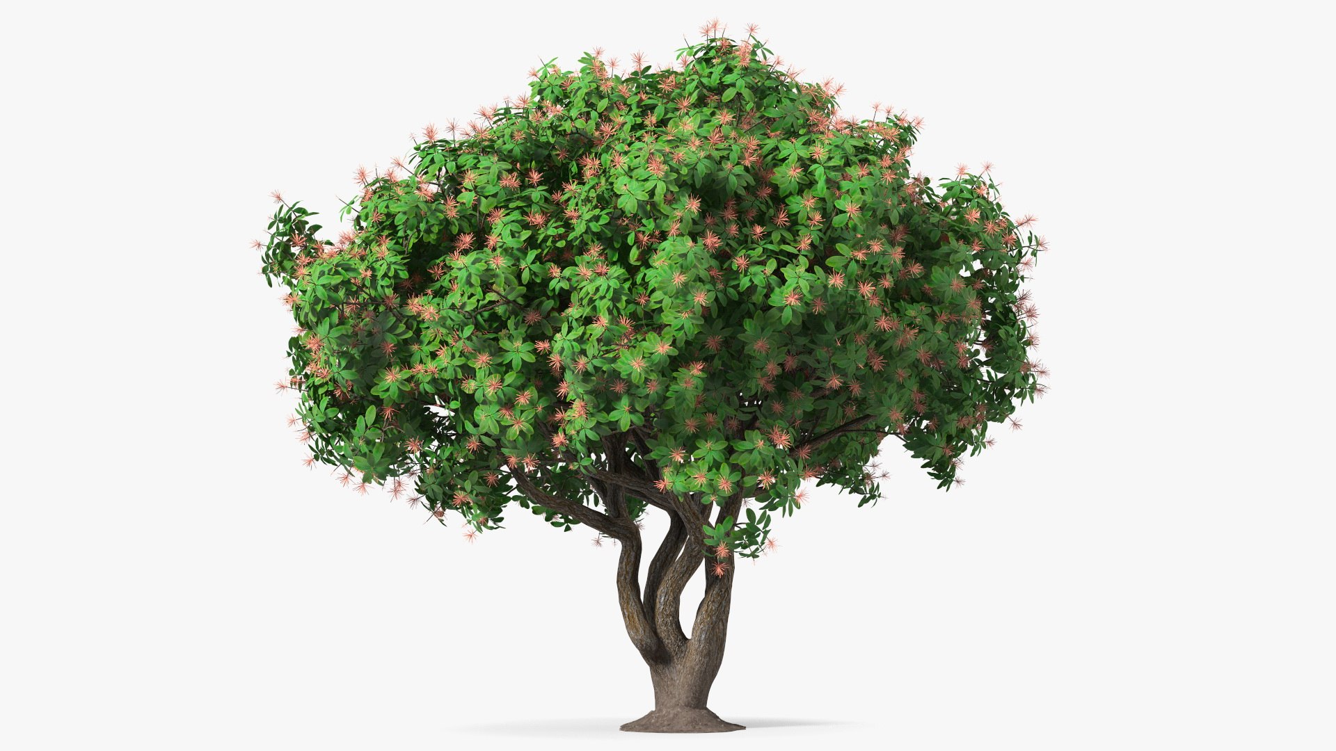 3D foliage twigs rhododendron https://p.turbosquid.com/ts-thumb/YK/tEIzlT/rq/rhododendronfoliagewithtwigs3dmodel006/jpg/1616769810/1920x1080/fit_q87/61a799d296ea94362d65bdd760c9173f3a0f187a/rhododendronfoliagewithtwigs3dmodel006.jpg