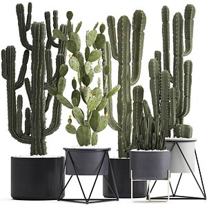 Collection of Exotic Cactus Plants