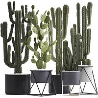 Collection of Exotic Cactus Plants
