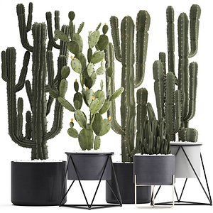 Collection of Exotic Cactus Plants