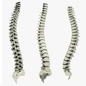 spine 3D model