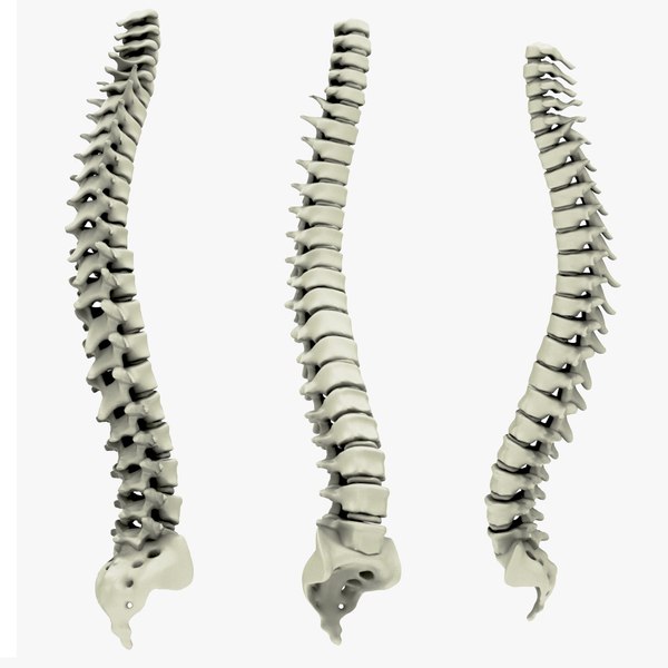 Spine 3D model - TurboSquid 1460928