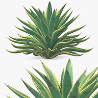 Large Agave Americana Century Plant