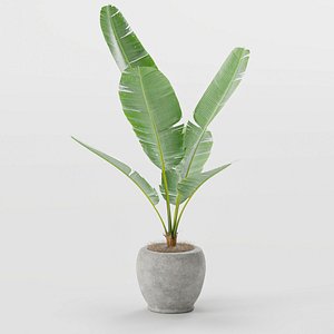 Banana Plant on Vase