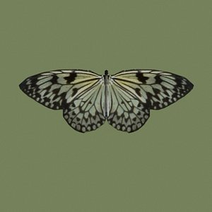 Butterfly Collection